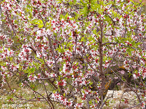 Almendro en flor