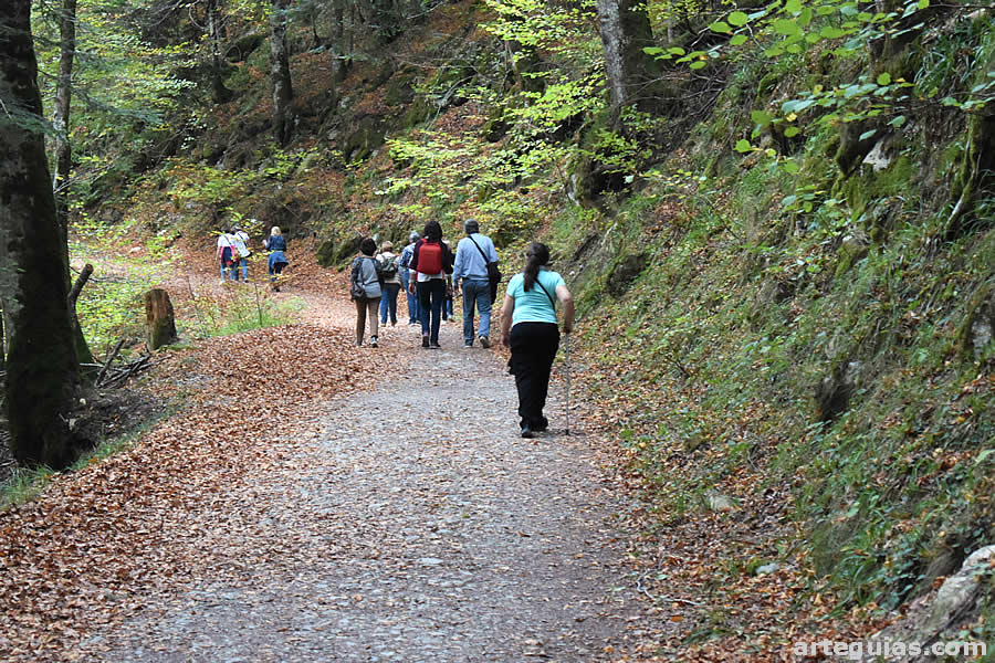 Paseo por la Selva de Irati