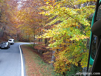 El autocar en la carretera que surca la Selva de Irati