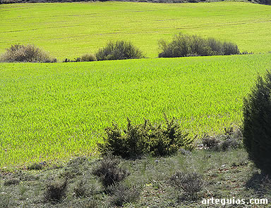 Los diferentes tonos verdes de la primavera en las tierras burgalesas