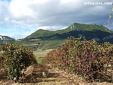 Los vi&ntilde;edos forman parte del paisaje de esta comarca