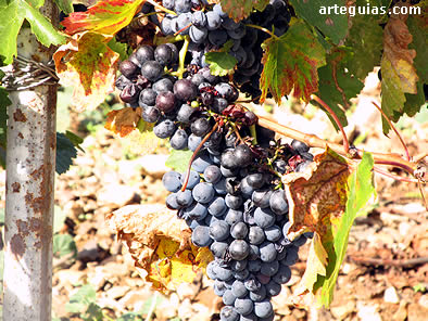 Vi&ntilde;edos en Tobed
