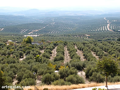 Lado meridional de &Uacute;beda con su paisaje t&iacute;pico de campos de olivar