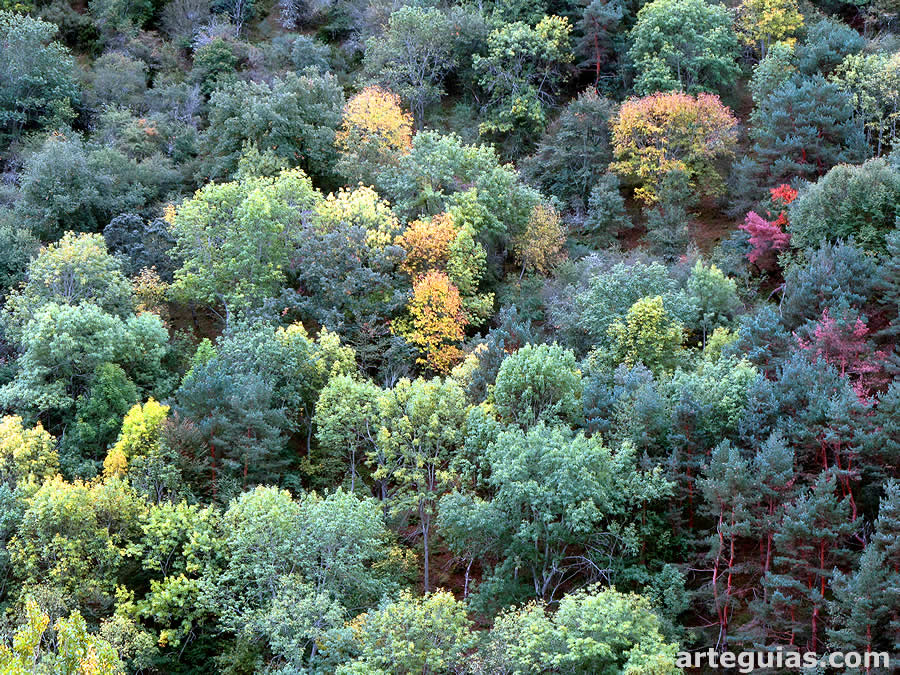 El bosque en otoño